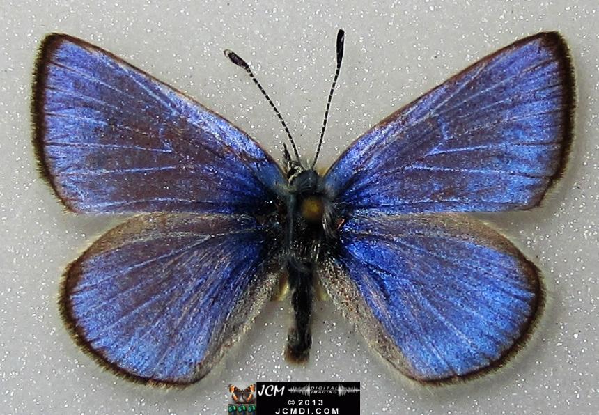 Glaucopsyche lygdamus australis (Southern Blue Butterfly)